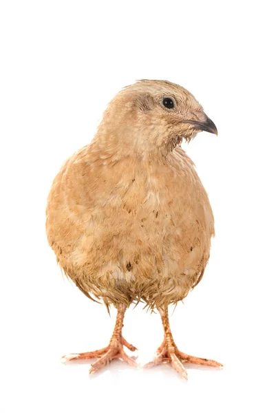 Japanese Quail Front White Background — Stock Photo, Image