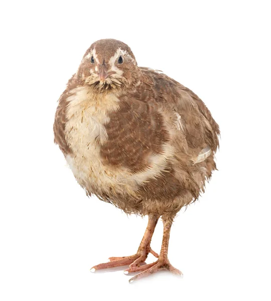 Japanese Quail Front White Background — Stock Photo, Image