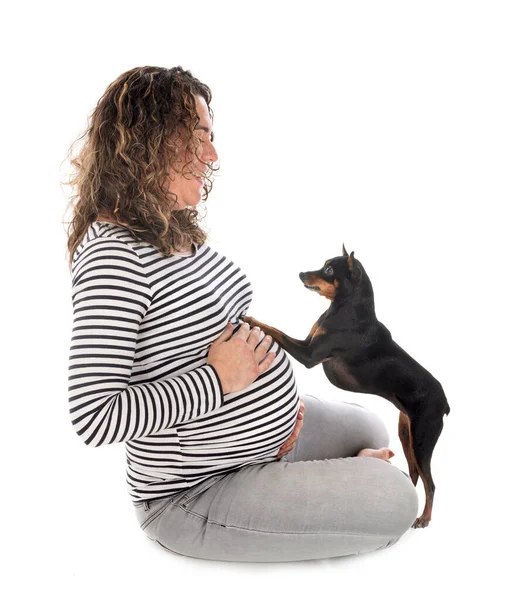 Mujer Embarazada Pinscher Delante Fondo Blanco — Foto de Stock