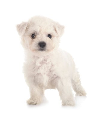 Genç Bichon Frise beyaz arkaplanın önünde