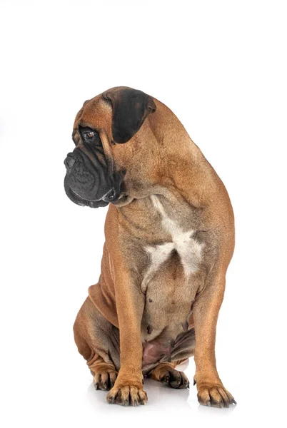 Jeune Bullmastiff Face Fond Blanc — Photo