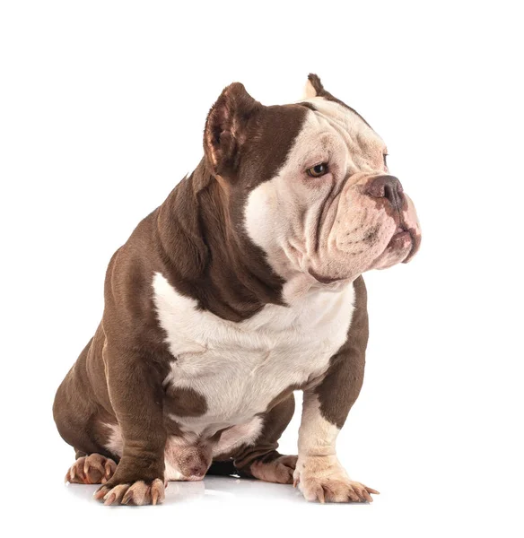 American Bully Front White Background — Stock Photo, Image