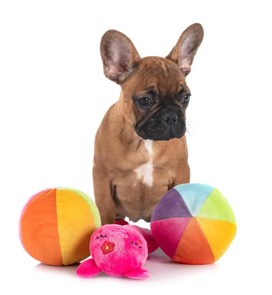 Bouledogue Français Devant Fond Blanc — Photo