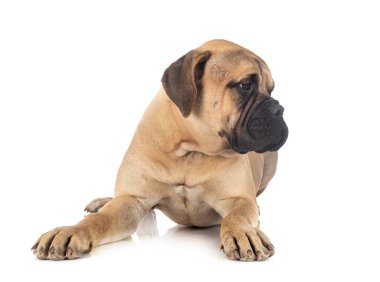 Beyaz arkaplan önünde genç bir boğa.