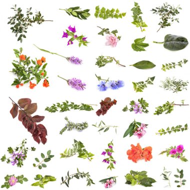 Beyaz arkaplan önünde yaprak ve çiçekler