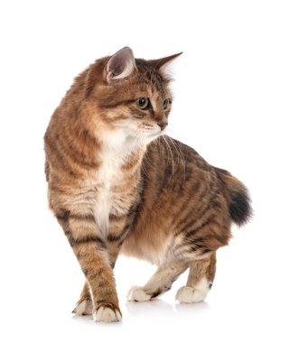 Genç Kurilian Kış Kuyruğu beyaz arkaplan önünde