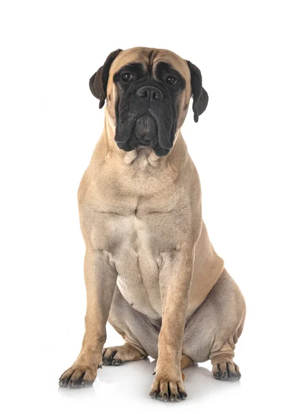 Joven Bullmastiff Delante Fondo Blanco —  Fotos de Stock