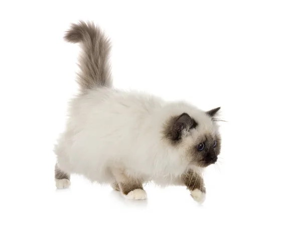 Birman Cat Front White Background — Stock Photo, Image