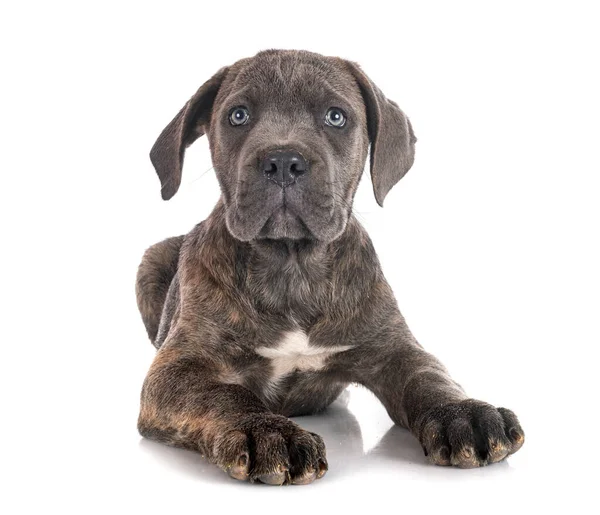 Cucciolo Mastino Italiano Davanti Sfondo Bianco — Foto Stock