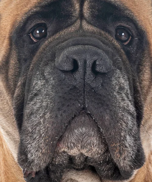 Tjur Mastiff Framför Vit Bakgrund — Stockfoto