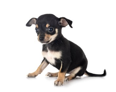 Beyaz arka planda küçük bir chihuahua