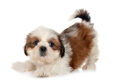 Köpek Shih Tzu beyaz arkaplanın önünde
