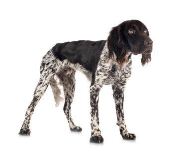 Beyaz arkaplan önünde küçük Munsterlander