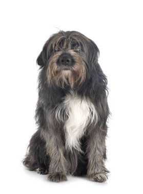 Beyaz arkaplan önünde Pyrenean Çoban Köpeği