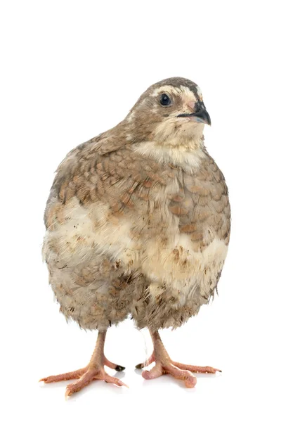 Japanese Quail Front White Background — Stock Photo, Image