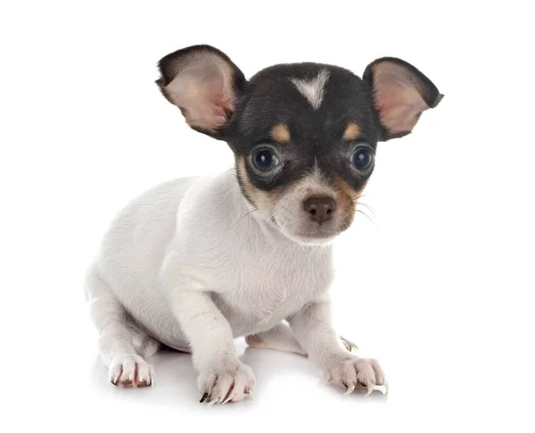 Petit Chihuahua Devant Fond Blanc — Photo