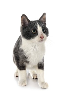 beyaz arkaplan önünde vahşi kedi