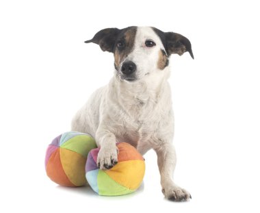 Beyaz arkaplan önünde jack russel terrier