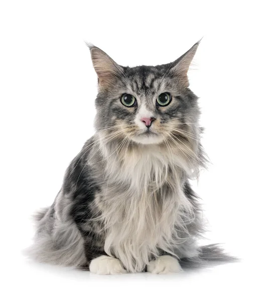 Maine Coon Gatto Fronte Sfondo Bianco — Foto Stock