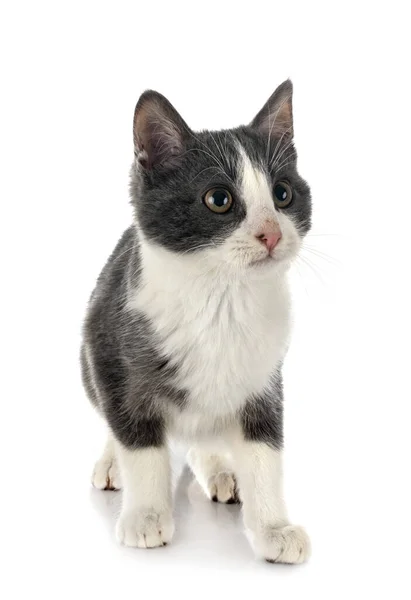Divoká Kočka Před Bílým Pozadím — Stock fotografie