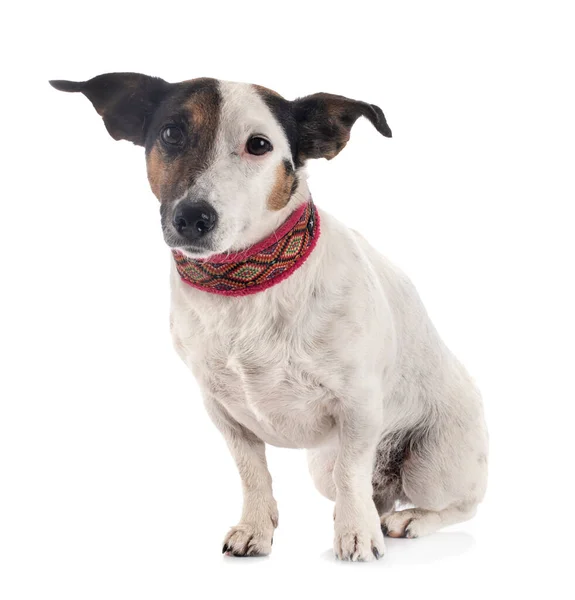 Jack Russel Terrier Devant Fond Blanc — Photo