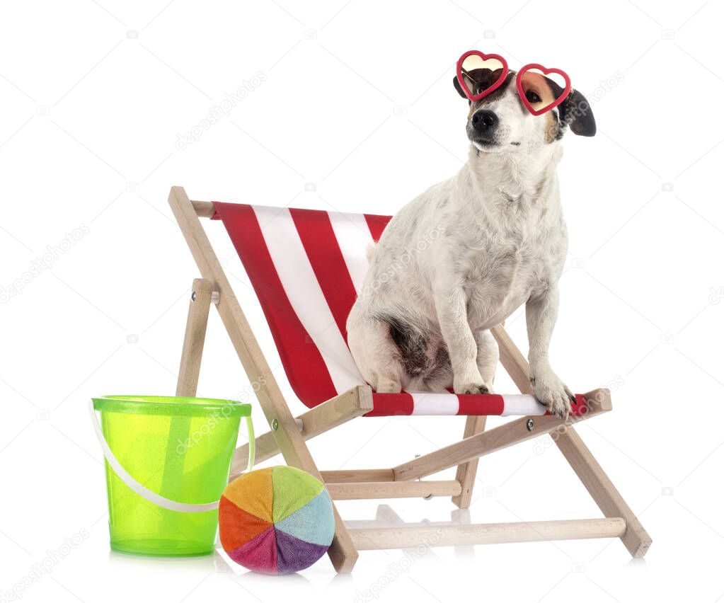 jack russel terrier in front of white background