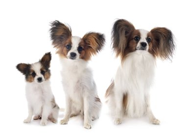 Beyaz arkaplan önünde papillon köpekler