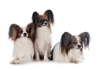 Beyaz arkaplan önünde papillon köpekler