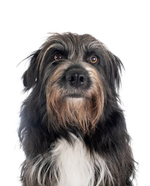 Beyaz arkaplan önünde Pyrenean Çoban Köpeği