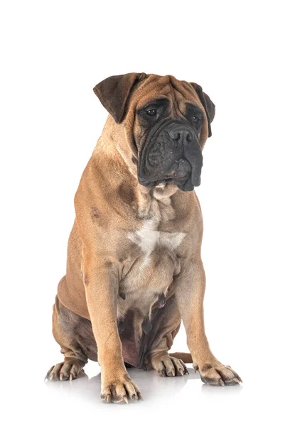 Jovem Bullmastiff Frente Fundo Branco — Fotografia de Stock