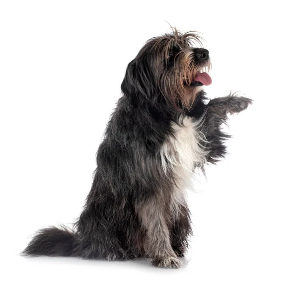 Cão Pastor Pireneu Frente Fundo Branco — Fotografia de Stock