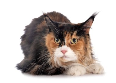 Maine Rakun Kedisi beyaz arkaplanın önünde