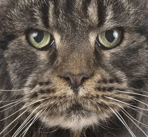 Maine Coon Cat Front White Background — Stock Photo, Image