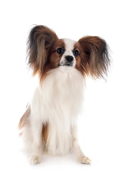 Papillon Cão Frente Fundo Branco — Fotografia de Stock