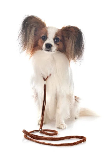 Papillon Cão Frente Fundo Branco — Fotografia de Stock