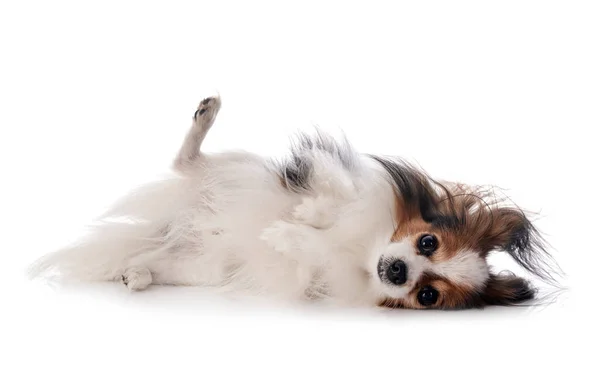 Papillon Perro Frente Fondo Blanco —  Fotos de Stock