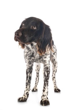 Beyaz arkaplan önünde küçük Munsterlander