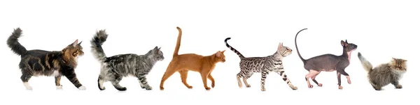 Six Walking Cats Front White Background — Stock Photo, Image