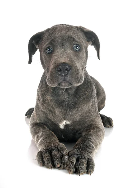 Cucciolo Mastino Italiano Davanti Sfondo Bianco — Foto Stock