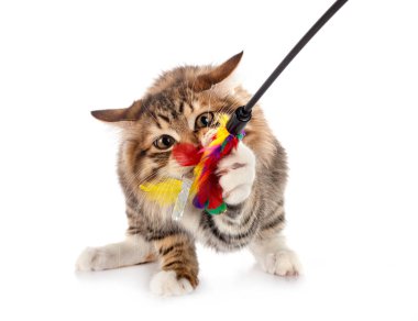 Beyaz arkaplan önünde Kurilian Kısakuyruğu