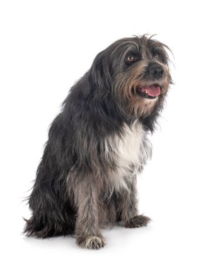 Beyaz arkaplan önünde Pyrenean Çoban Köpeği
