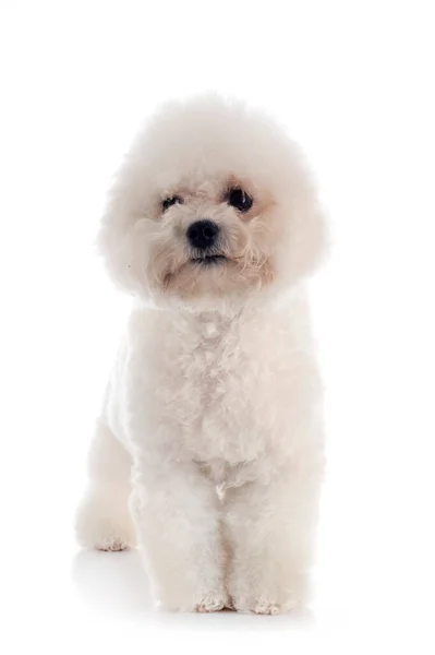 Young Bichon Frise Front White Background — Stock Photo, Image