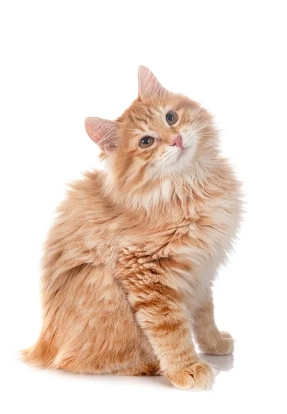 Kurilian Bobtail Delante Fondo Blanco — Foto de Stock