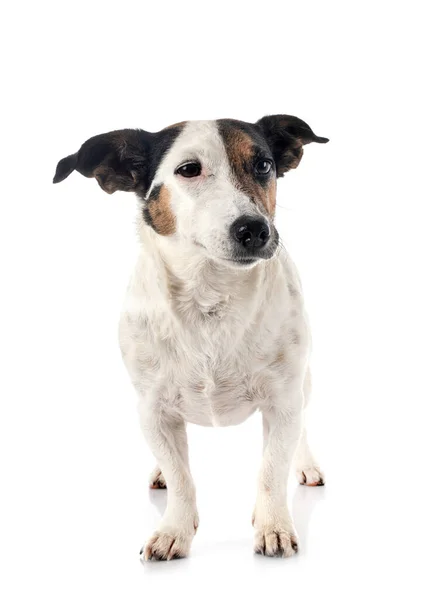 Jack Russel Terrier Framför Vit Bakgrund — Stockfoto