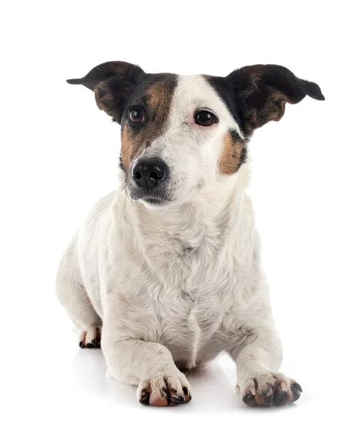 Jack Russel Terrier Μπροστά Από Λευκό Φόντο — Φωτογραφία Αρχείου