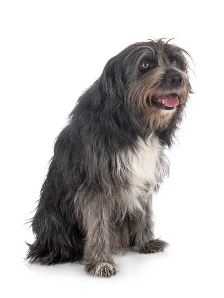 Chien Berger Pyrénéen Devant Fond Blanc — Photo