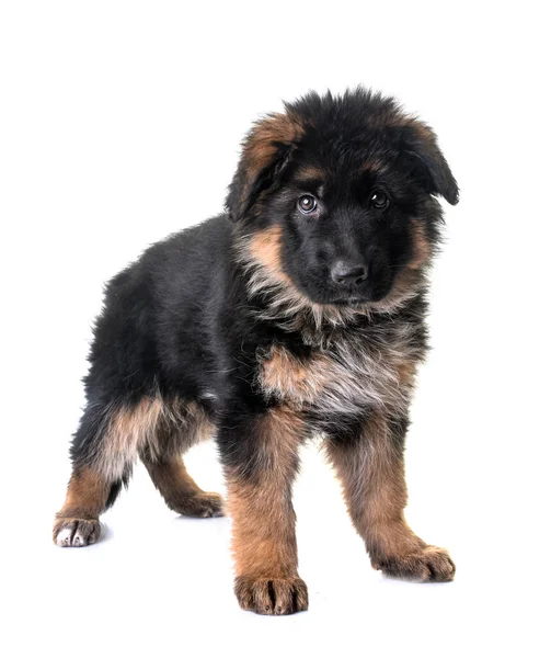 Puppy Duits Herder Voorkant Van Witte Achtergrond — Stockfoto