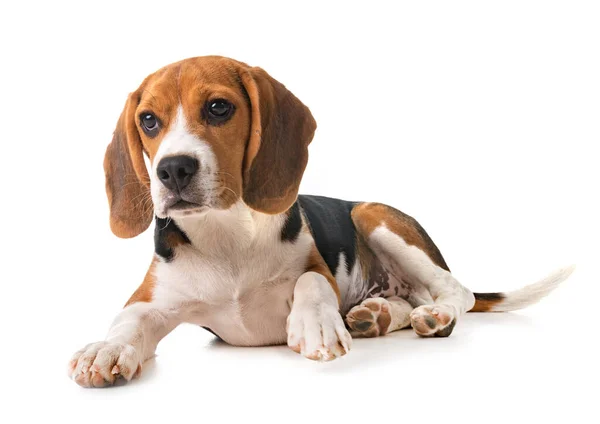 Beagle Hond Voorkant Van Witte Achtergrond — Stockfoto