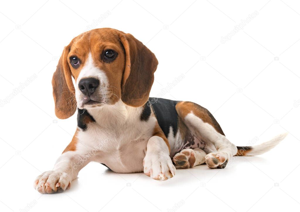 beagle dog in front of white background