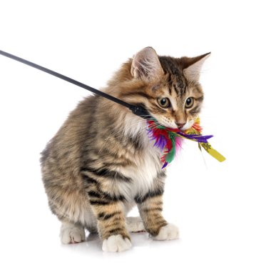 Beyaz arkaplan önünde Kurilian Kısakuyruğu